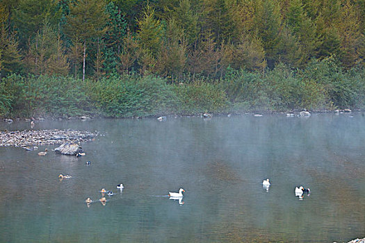 湖,水面,雾气,蒸腾,白雾,水蒸气,缥缈,仙境,灵性,家禽,鸭子,鹅,游动,自在,安静,自然,风光