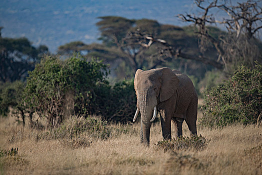非洲大象103