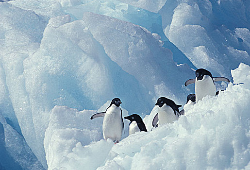 南极,阿德利企鹅