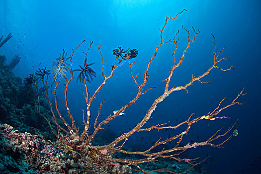 死,柳珊瑚目,海洋,珊瑚,菲律宾,太平洋,东南亚