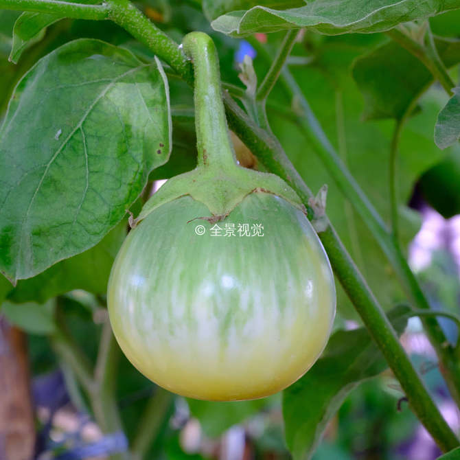 茄屬植物圖片_茄屬植物高清圖片_全景視覺