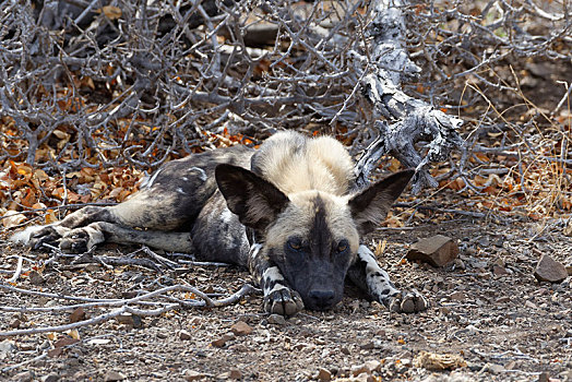 非洲野狗,非洲野犬属,躺着,干燥,地面,克鲁格国家公园,南非,非洲