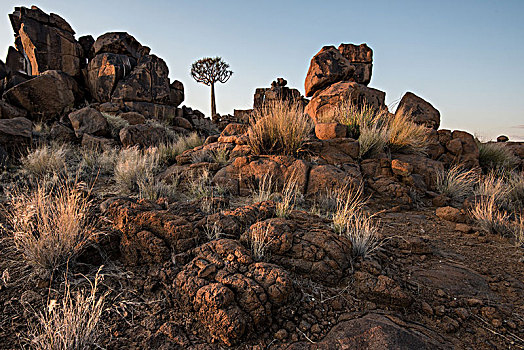 抖树,树林,靠近,基特曼斯胡普,南,纳米比亚