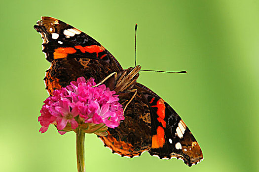 赤挟蝶,红蛱蝶,荷兰,次序
