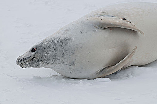 食蝦海豹,食蟹海豹,休息,迅速,冰,声音,威德尔海,南极