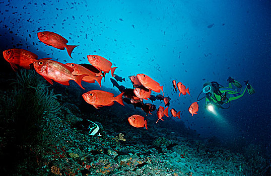 潜水者,鱼群,宝石大眼鲷,马尔代夫,印度洋