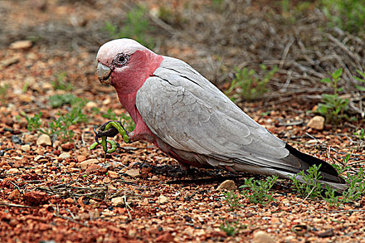粉红凤头鹦鹉,美冠鹦鹉,粉色,灰色,成年,喂食,树,偏远地区,北领地州,澳大利亚