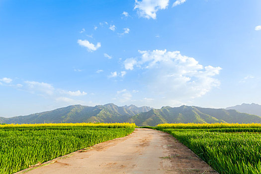 麦田,麦子