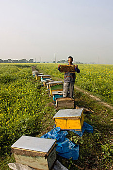 移动,采蜜,农作物,小,屋舍,工业,公司,芥末,地点,孟加拉,一月,2009年