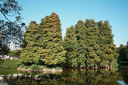 羊城广州天河公园初冬里的水杉逐渐变黄