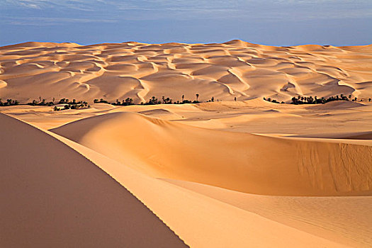 马,绿洲,沙子,沙丘,利比亚沙漠,利比亚,撒哈拉沙漠,北非,非洲