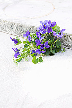 可爱,紫罗兰,花,叶子,桌上,靠近,石头,石板