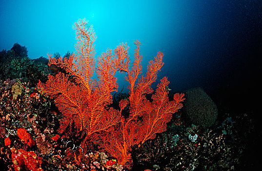 珊瑚礁,海扇,西里伯斯海,苏拉威西岛,印度尼西亚