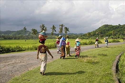 女人,穿,彩色,衣服,稻米,头部,走,过去,稻田,靠近,印度尼西亚