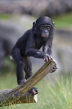 倭黑猩猩,原木上,濒危,非洲