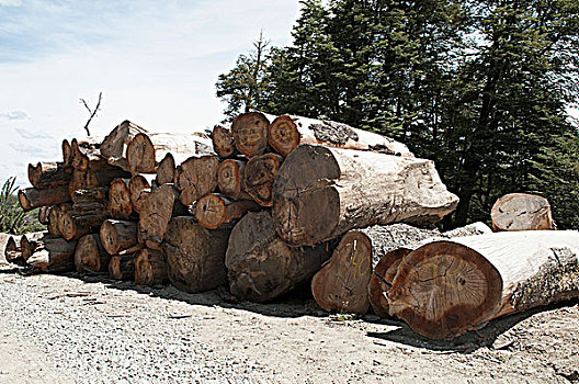 一堆,木柴,树林,巴塔哥尼亚,阿根廷