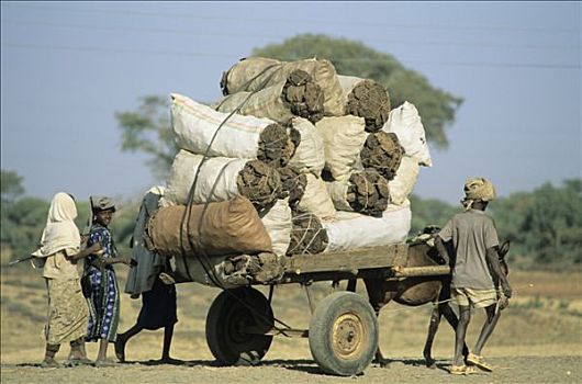 埃塞俄比亚,靠近,巴赫达尔,人,手推车,装载,干燥,母牛