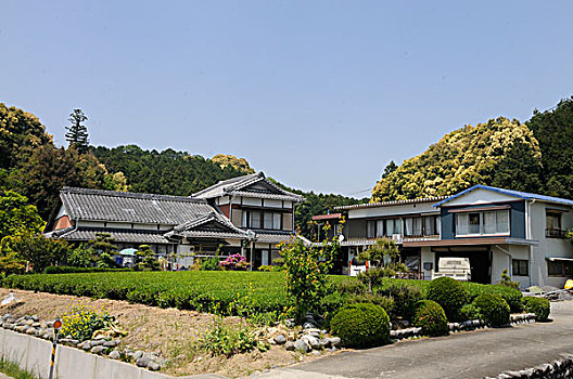 茶园,传统,农舍,静冈,日本,亚洲