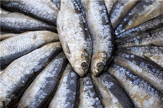 沙丁鱼,出售,市场货摊,马略卡岛,西班牙