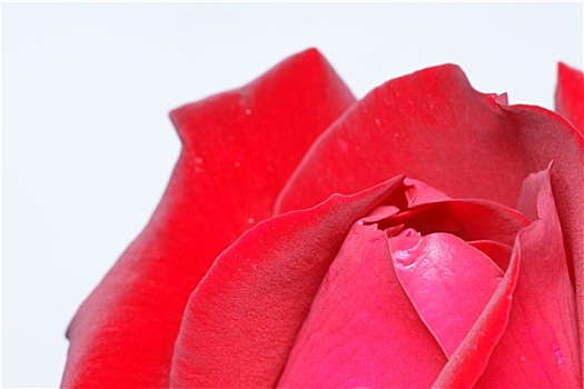 红玫瑰,水滴,微距