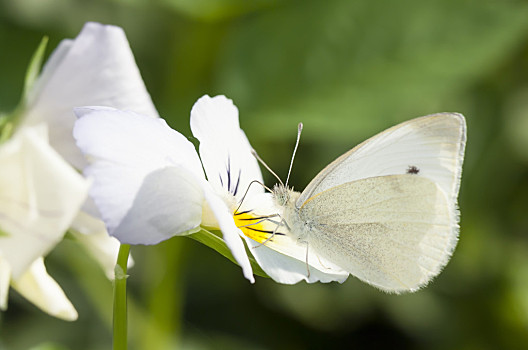 白色,蝴蝶,花,白花