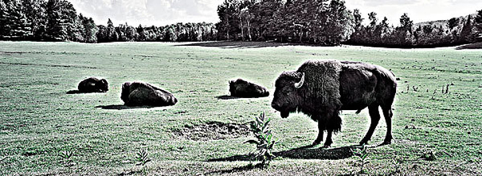 野牛,野生动植物园,魁北克,加拿大