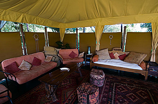 大象,胡椒,露营,马赛马拉国家保护区,肯尼亚