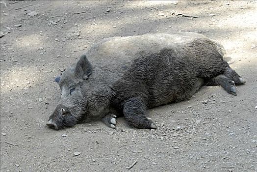 野猪,动物园,北莱茵威斯特伐利亚,德国,欧洲