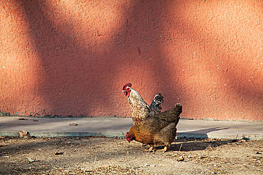 墙角下两只色彩鲜艳的公鸡