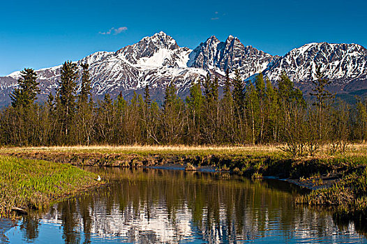景色,兔子,低湿地,相似,顶峰,楚加奇州立公园,背景,阿拉斯加,春天