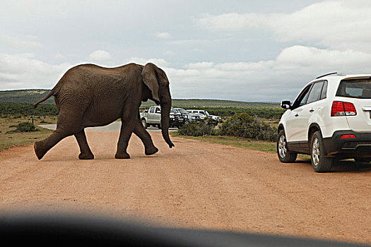 大象,穿过,道路,阿多大象国家公园,南非