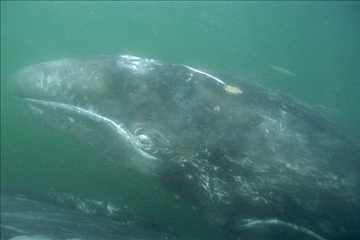 灰鲸,幼兽,北下加利福尼亚州,墨西哥