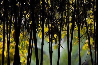 竹子+树林图片