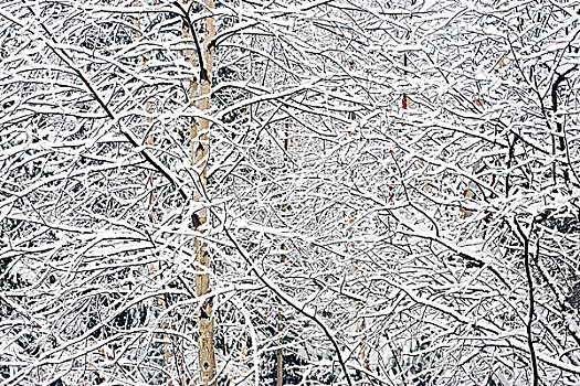 白色,桦树,初雪