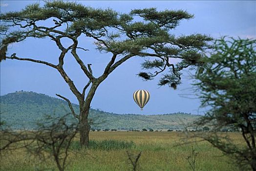 刺槐,树,热气球,塞伦盖蒂,坦桑尼亚