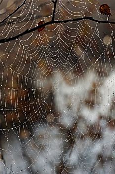 蜘蛛网,露珠,欧洲园蛛,十字园蛛