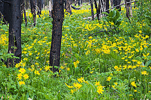 野花,拿,树林,蒙大拿,冰川国家公园