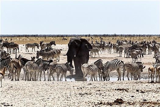 非洲象,喝,一起,斑马,羚羊,泥,水坑