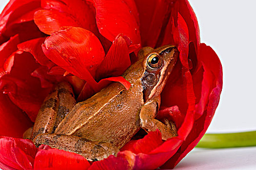 春天,青蛙,隐藏,美好,红色,花,郁金香