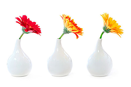 三个,花瓶,大丁草,花,隔绝,室内设计