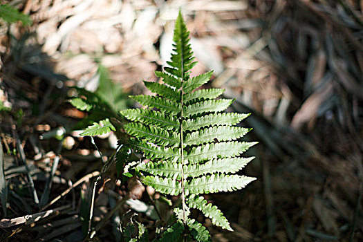 greenfern