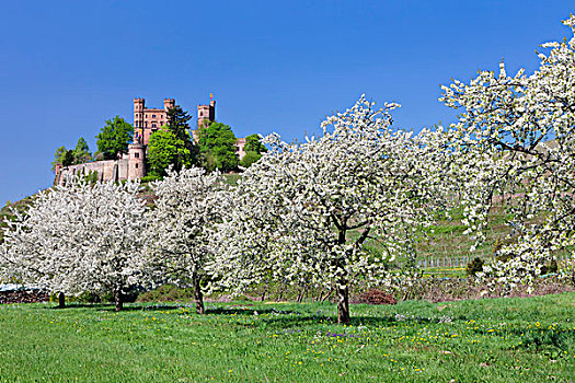 城堡,花,果树,靠近,黑森林,巴登符腾堡,德国,欧洲