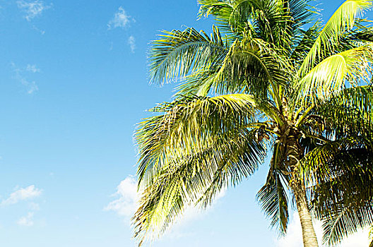 棕榈树,树,海滩,鲜明,白天
