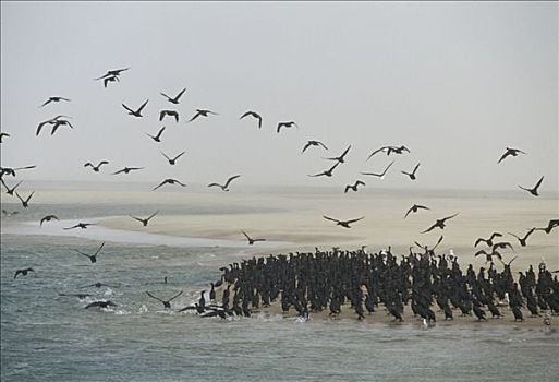 岬角,鸬鹚,海滩,湾,纳米比亚