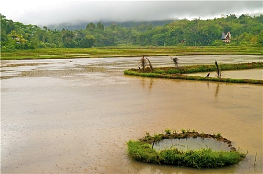 洪水,稻米,种植园