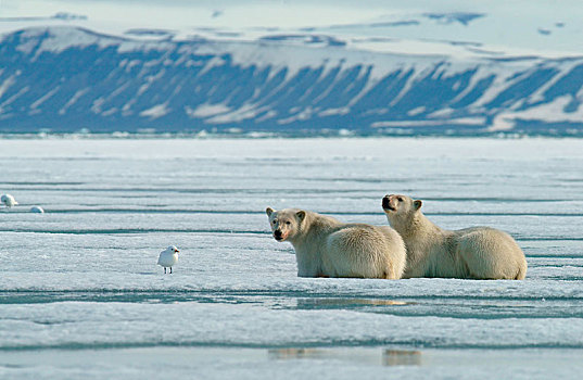 极地,小动物,冰,斯瓦尔巴特群岛,挪威,北极,欧洲