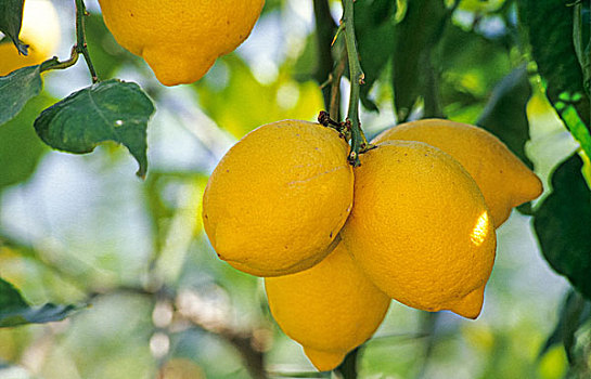 柠檬,柠檬树,柑橘,马略卡岛,巴利阿里群岛,西班牙,欧洲