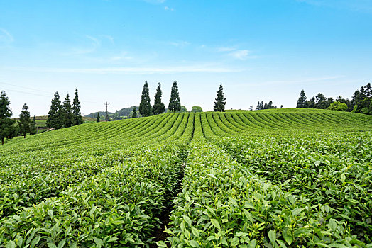 有机茶园