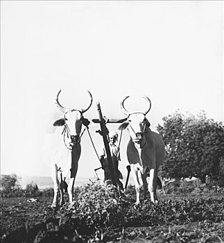 农民,耕作,地点,两个,牛,旁遮普,印度