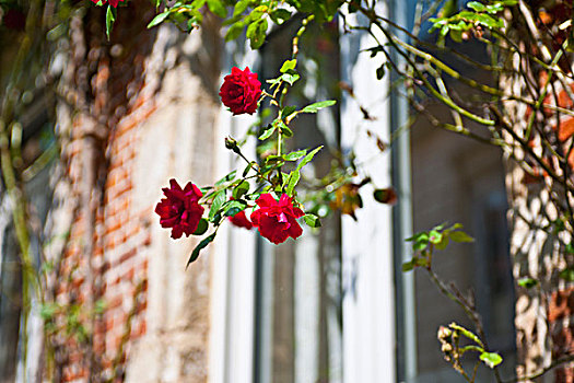 花,特写,户外,房子